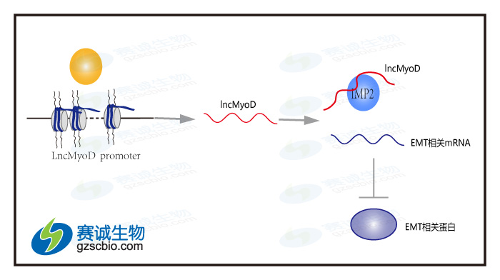 A Long Non-coding RNA ，LncMyoD ，Regulates SKeletal Muscle Differentiation by Blocking IMP2-Mediated mRNA Translation