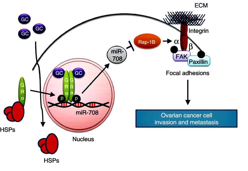 Glucocorticoids mediate induction of microRNA-708 to suppress ovarian cancer metastasis through targeting Rap1B