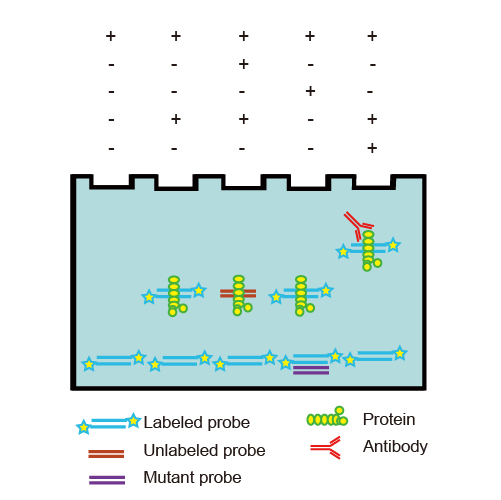 RNA EMSA