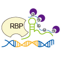 Chrip-mirRNA