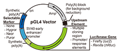 5.1 Luciferase常用载体1.png