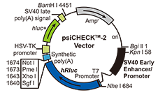 5.2 Luciferase常用载体2.png