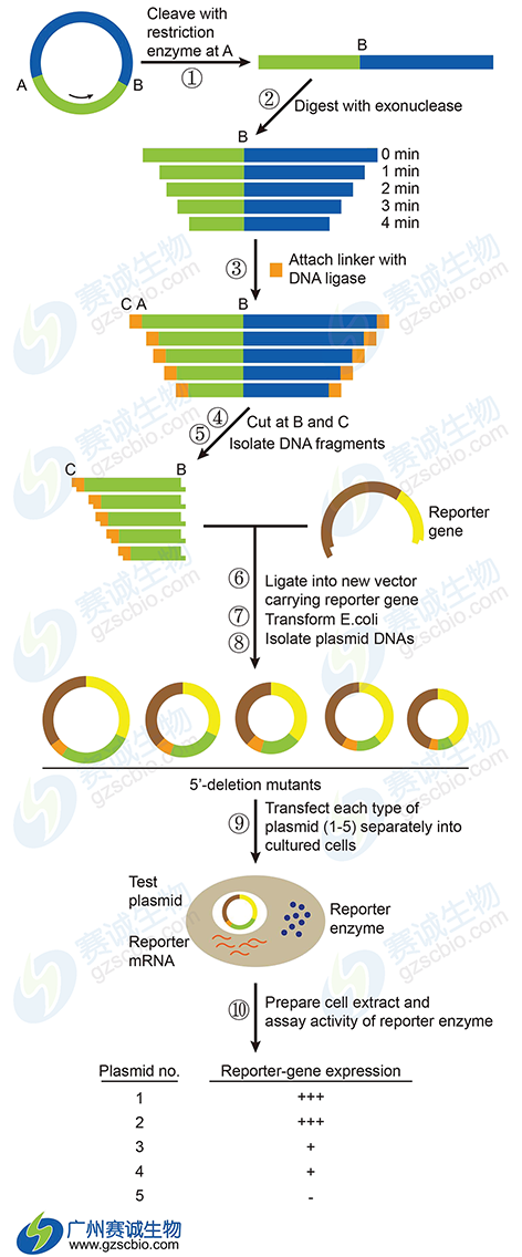 5.3 Luciferase片段缺失分析实验流程.png