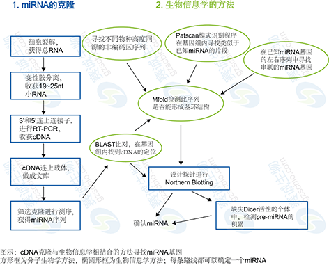 1 miRNA靶基因调控分析.png