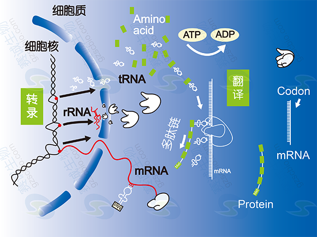 真核生物基因表达调控过程