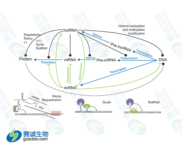 miRNA与lncRNA在基因表达调控中的相互关系