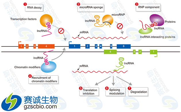 miRNA与lncRNA在基因表达调控中的作用机制