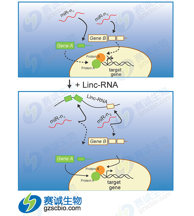 miRNA调控lncRNA