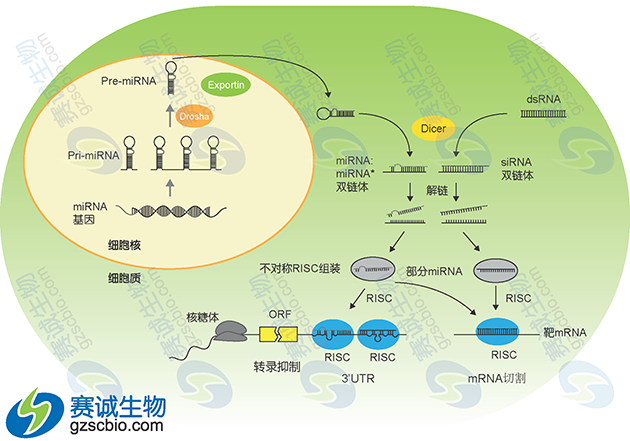 miRNA产生过程模式