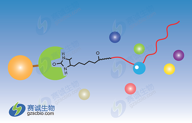 RNA pull-down原理示意