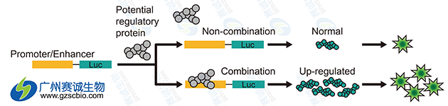 Luciferase研究增强子原理示意