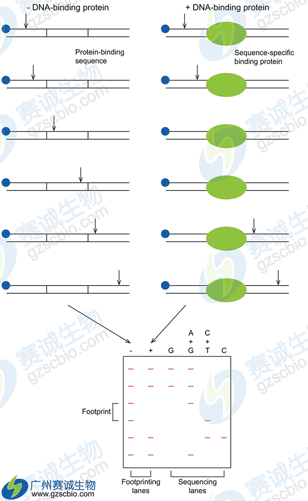 DNase I 足迹分析