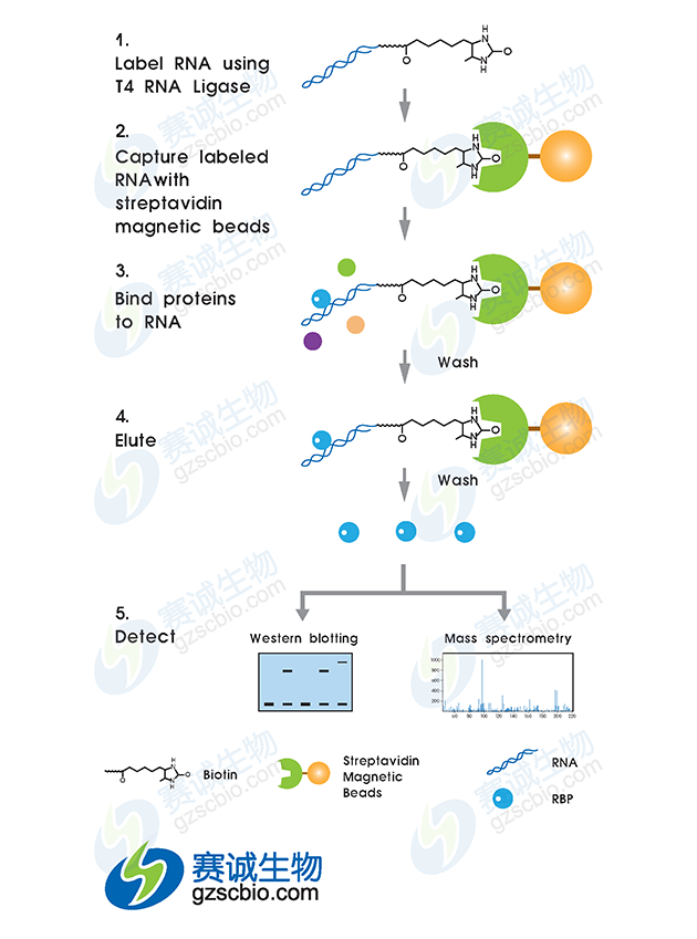 RNA pull-down实验流程