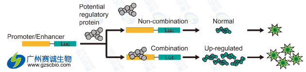 Luciferase研究增强子原理
