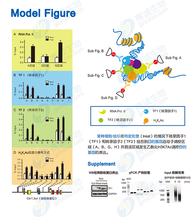 ChIP model figure