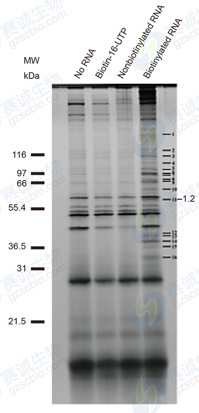 RNA Pull-down model figure D