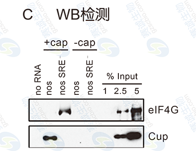 RNA Pull-down model figure S.C