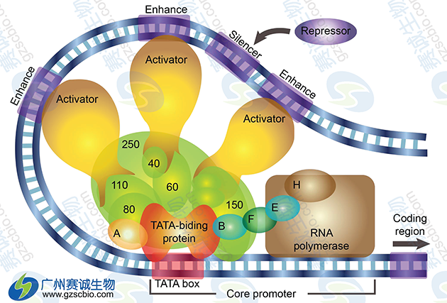 真核生物转录调控原理