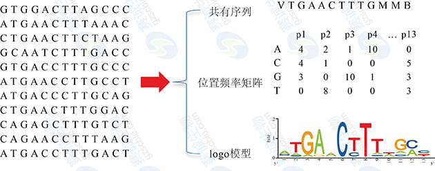 转录因子结合位点的表示