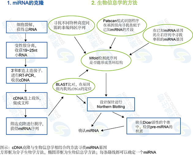 生物信息学在miRNA研究中的应用