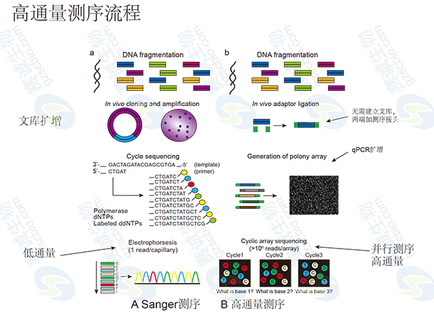 高通量测序流程