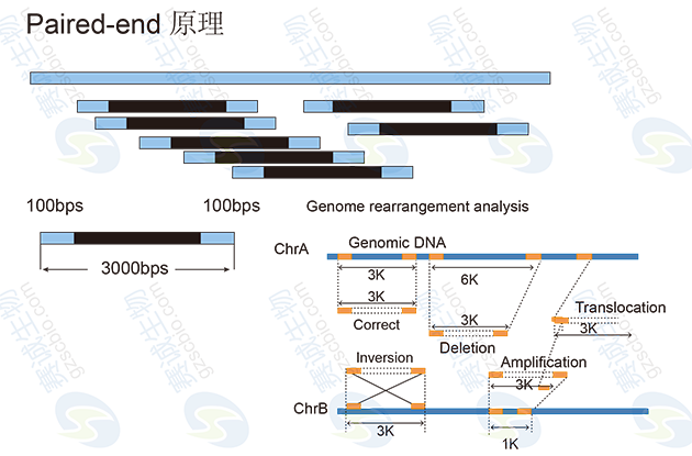 Paired-end原理