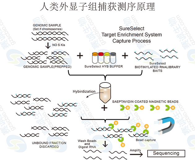 人类外显子组捕获测序原理