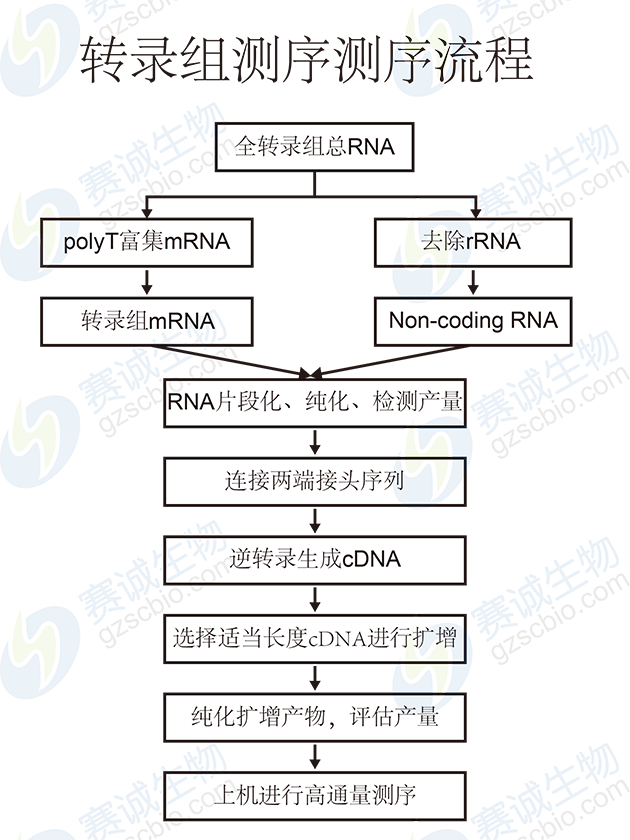 转录组测序流程