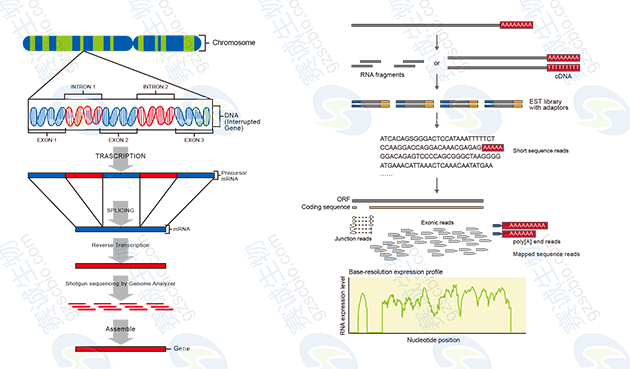 无参考序列及有参考序列转录组测序流程
