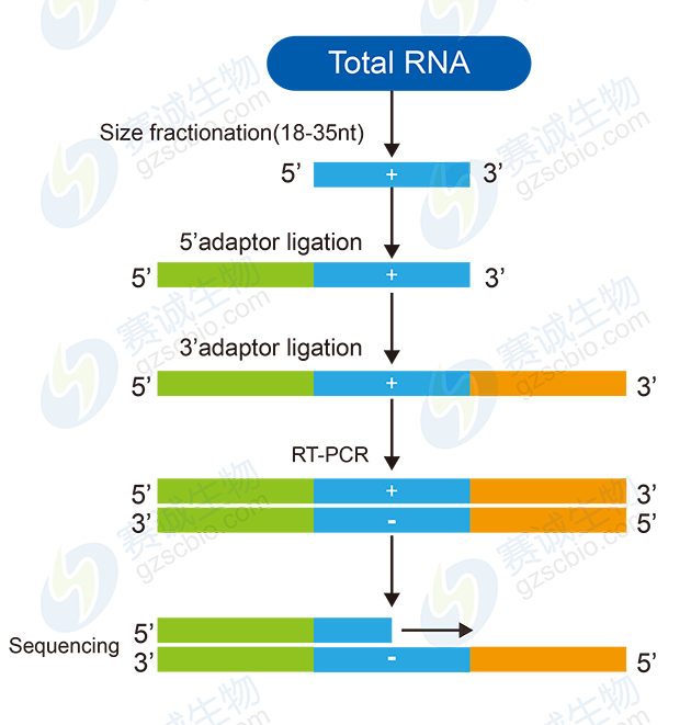 小RNA测序流程图