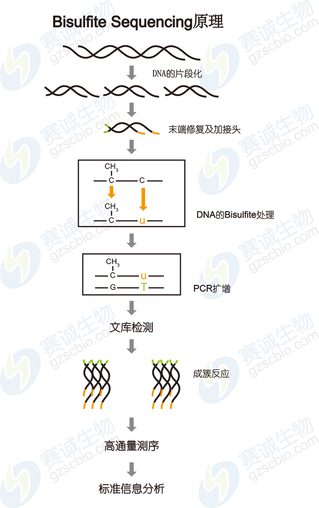 Bisulfite Sequencing原理