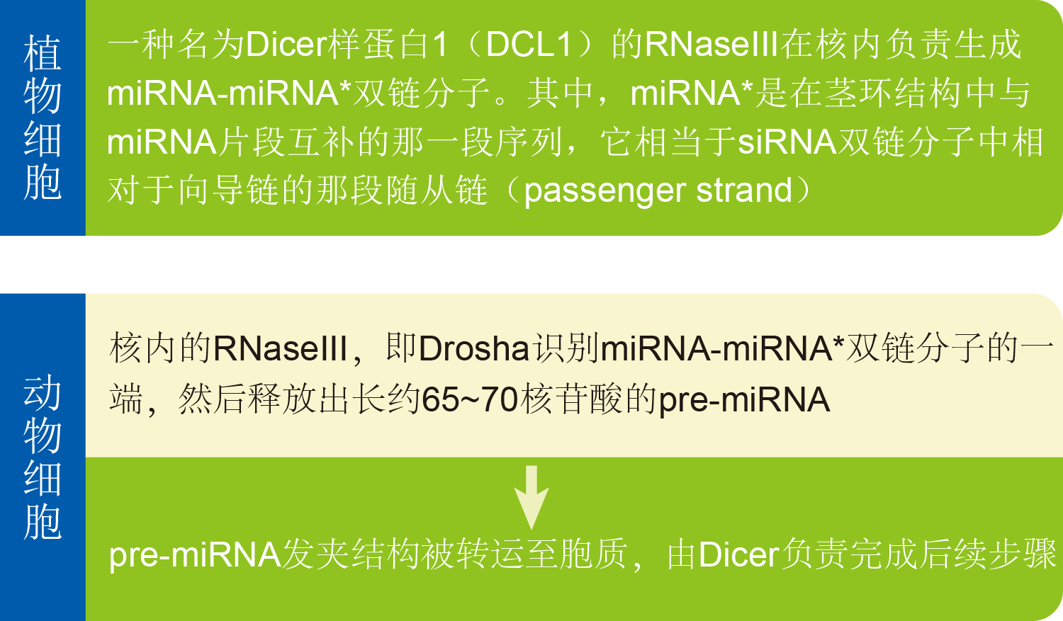细胞中miRNA的合成.png