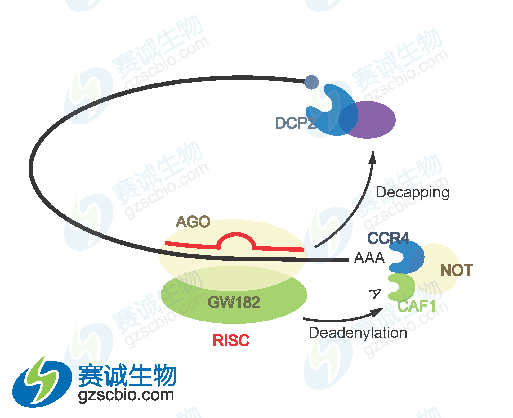 miRNA接到信使RNA降解.png