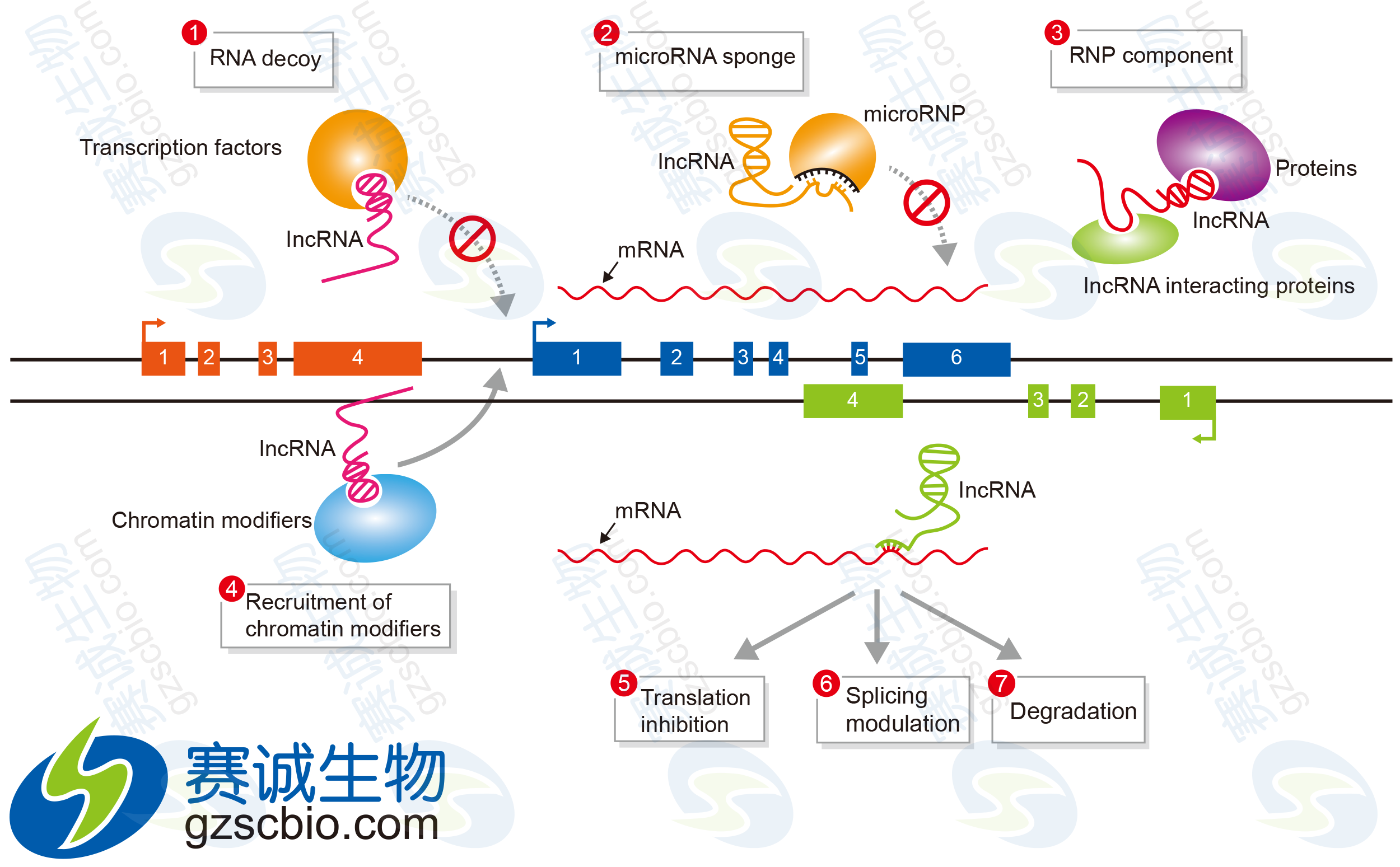 基因表达调控名词解释图片