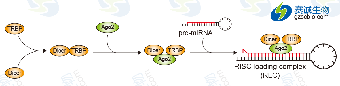 Dicer、TRBP与AGO2的连接.png