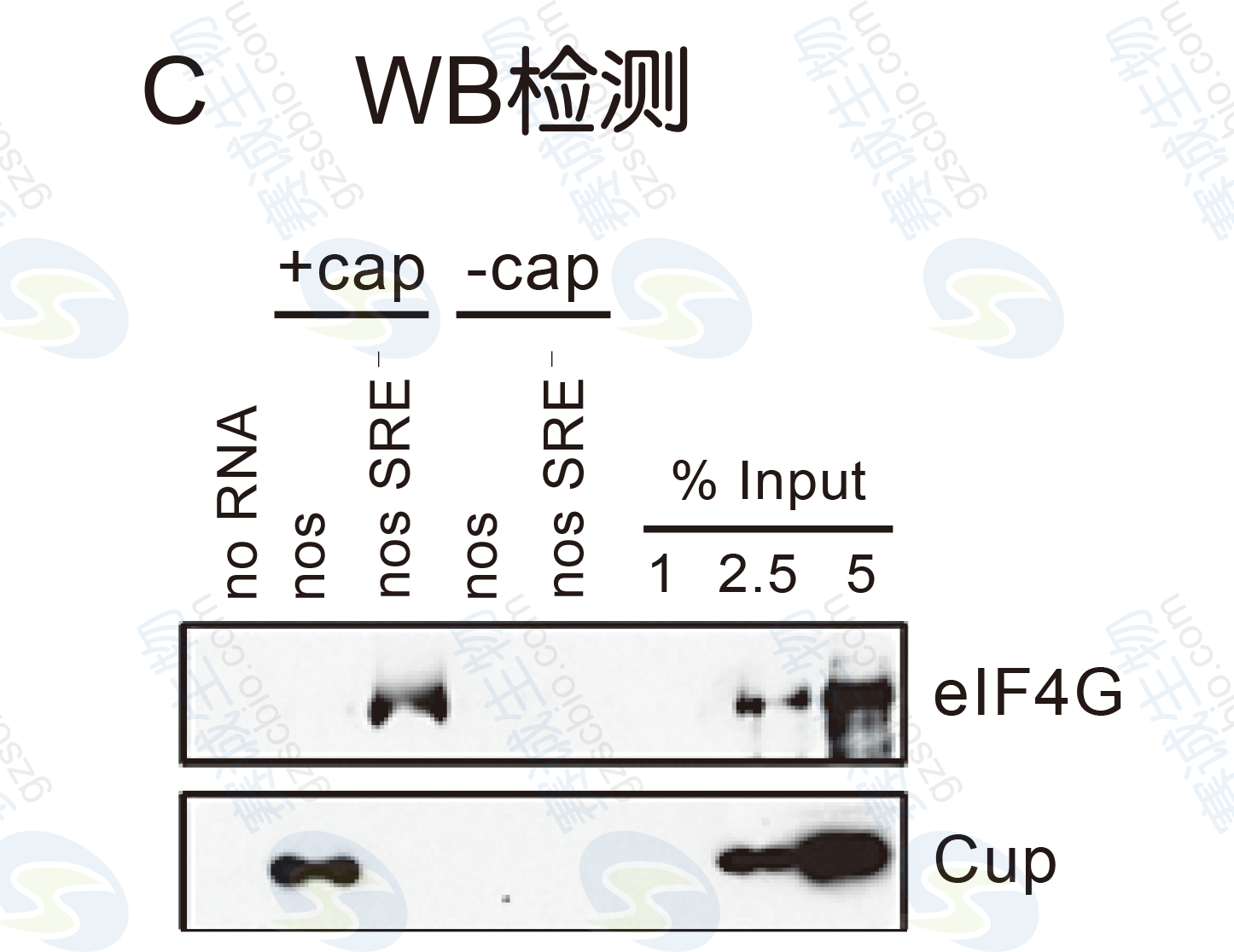 RNA pull - down Model Figure S.C.png