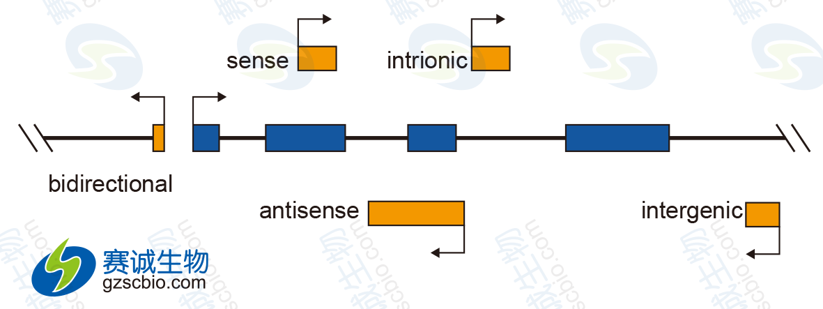 2 F1不同位置lncRNA示意图.png