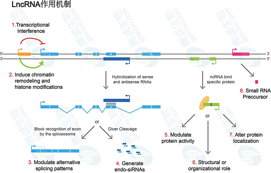 lncRNA的作用机制-技术专题(停用)-广州赛诚生物科技有限公司-服务于您的 