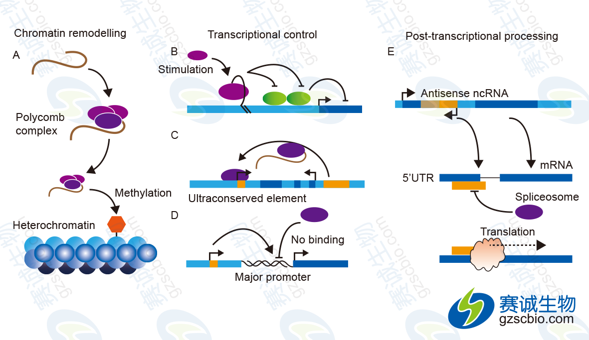 LncRNA在3个层面上实现对基因表达的调控.png