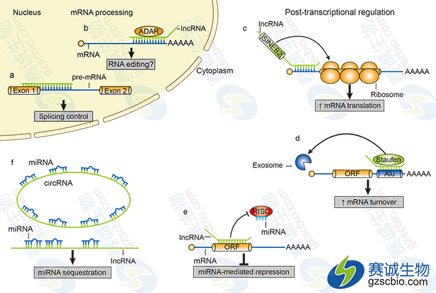 lncRNAs转录后调控作用机制.png