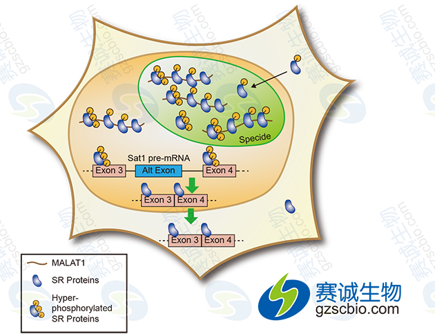 LncRNA MALAT1通过调节SR剪接因子的磷酸化调控可变剪接.png