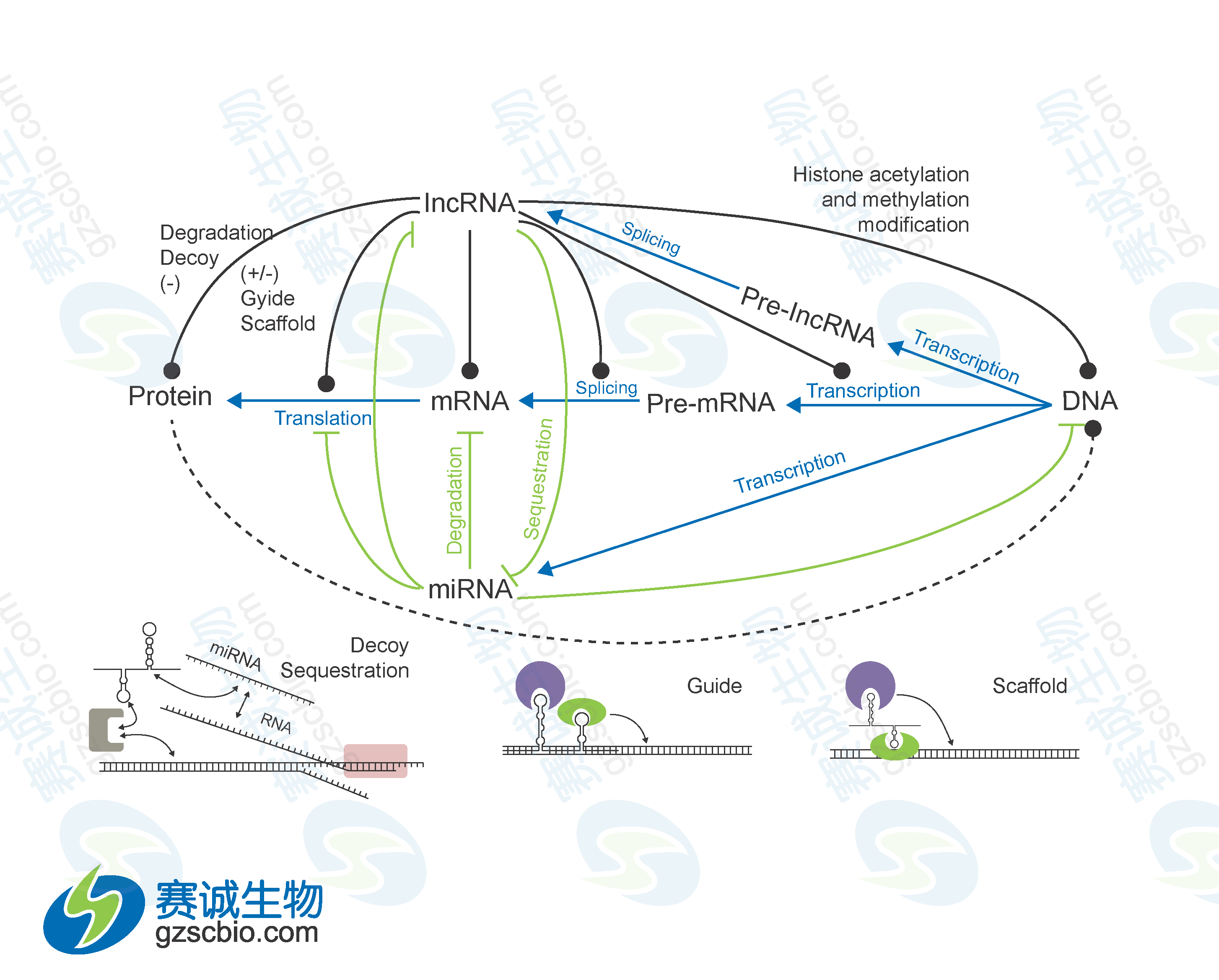 miRNA与lncRNA在基因表达调控中的相互关系.png