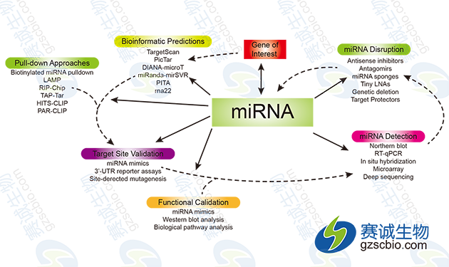 miRNA的一般研究策略及相关实验手段.png