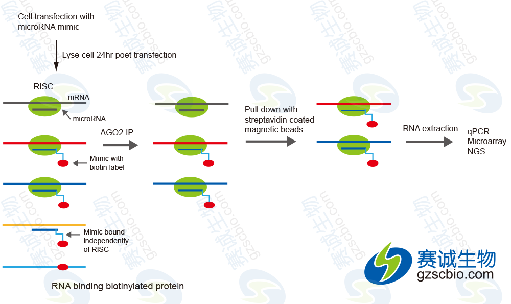 生物素化的miRNA pull-down.png