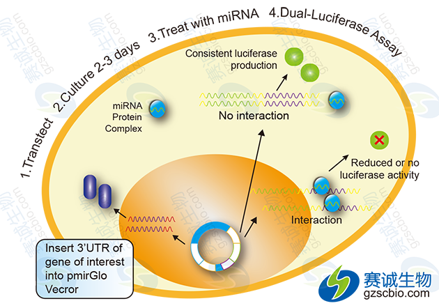 3’-UTR报告基因基本实验流程.png