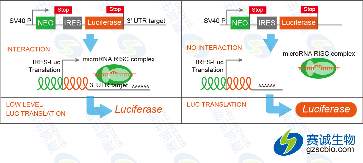 3’-UTR报告基因验证miRNA直接作用情况.png