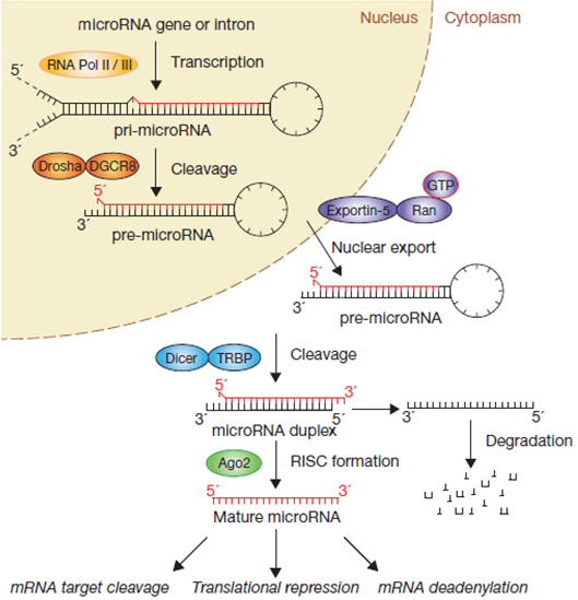 miRNA生产过程的“线性化”经典途径.png