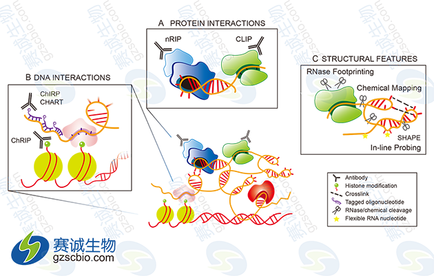  LncRNA的一般研究实验手段.png