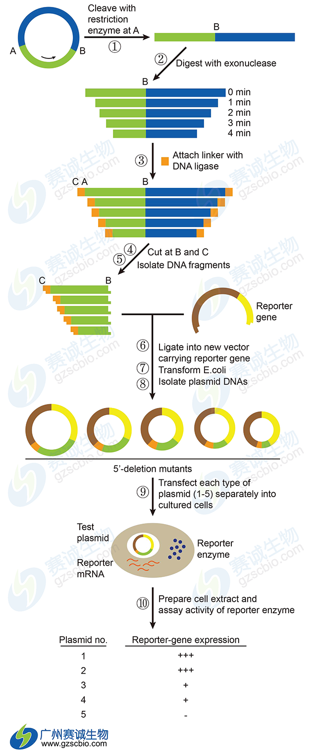 4 F5 Luciferase片段缺失分析实验流程.png