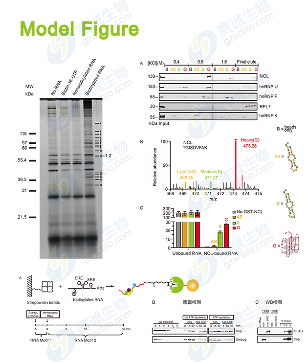 RNA Pull-down model figure.png